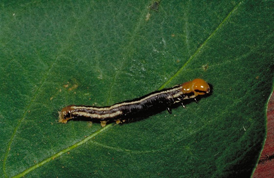 common stalk borer