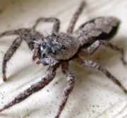 Jumping Spider