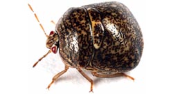 Kudzu bug adult