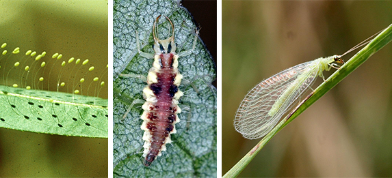 green lacewing