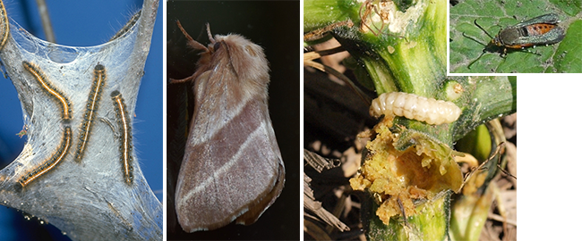 ETC and Squash Vine Borer