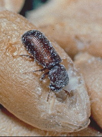 Lesser Grain Borer