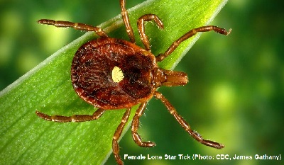 Female Lone Star Tick