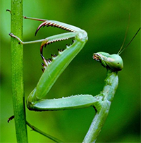 mantis