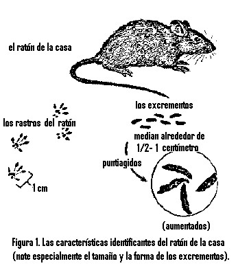 el ratón de casa