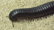 Millipede