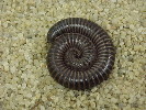 Coiled Millipede