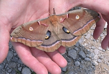 Giant Moth