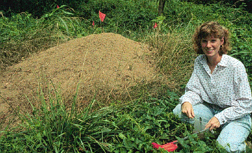 Allegheny Ant Mound