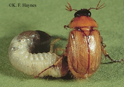 Beetle Grub