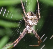 Orb Weaver