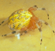 Orb Weaver