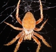 Orb Weaver