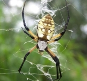 Orb Weaver