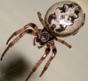 Furrow Spider