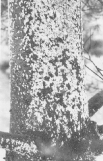 Pine Bark Adelgid