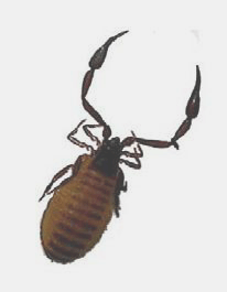 Pseudoscorpion