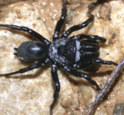 Purseweb Spider