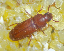 Red Flour Beetle