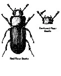 Red Flour Beetle