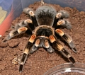 Tarantula