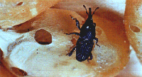 Rice Weevil