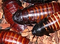 Hissing Roaches