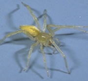 Yellow Sac Spider