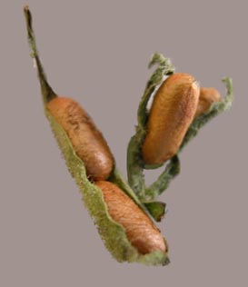 Sawfly Pupae