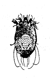 Scabies Mite