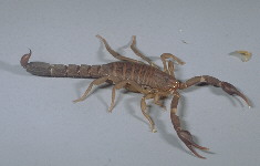 Southern Devil Scorpion