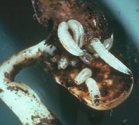 Seed Corn Maggot