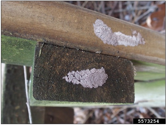 Spotted Lanternfly Eggs