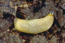 Slug