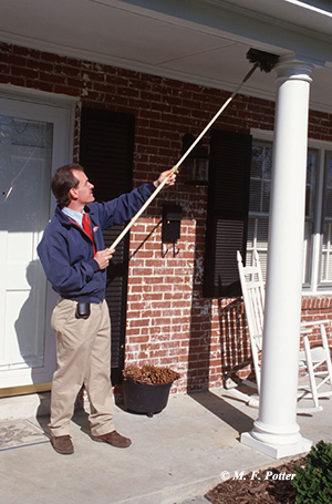 A broom or vacuum effectively removes spiders, webs, and egg sacs. Destroying egg sacs can prevent emergence of large numbers of young spiders (as shown here). 