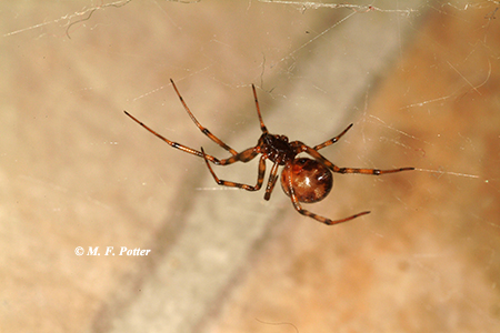 The common house spider is related to the black widow but is harmless.