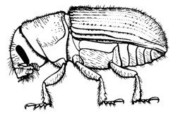 Southern Pine Beetle