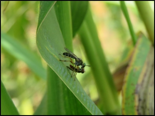 Robber fly feeding on an adult syrphid fly. 