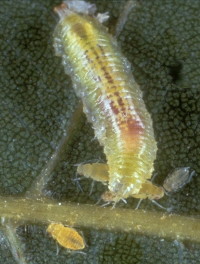 Syrphid Larva