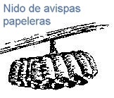 Nido de avispas papeleras