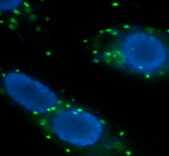 Wolbachia