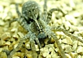 Wolf Spider