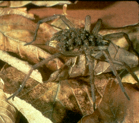 Wolf Spider