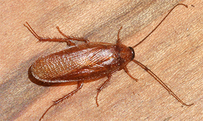 wood roach