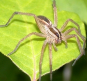 Wolf Spider