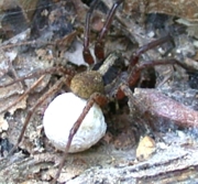 Wolf Spider