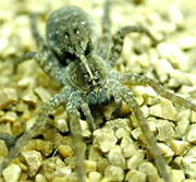 Hogna Wolf Spider