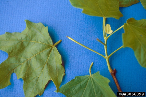 maple petiole borer damage