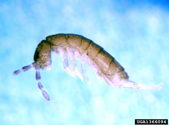 Springtail