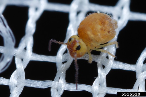 Many springtails have tubular bodies